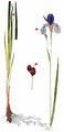 Siberian Iris - Iris sibirica L.