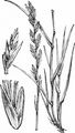 Perennial Rye-Grass - Lolium perenne L.