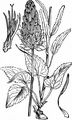 Spiked Rampion - Phyteuma spicatum L.