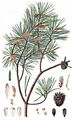Scots Pine - Pinus sylvestris L.