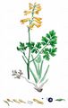 Gelber Scheinerdrauch - Pseudofumaria lutea (L.) Borkh.