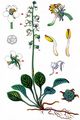 Round-Leaved Wintergreen - Pyrola rotundifolia L.