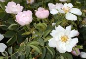 Round-Leaved Dog-Rose - Rosa corymbifera Borkh.