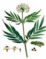 Dwarf Elder - Sambucus ebulus L.
