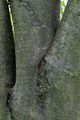Vogelbeere - Sorbus aucuparia L.