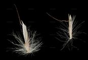 Zweizeiliger Goldhafer - Trisetum distichophyllum (Vill.) P. Beauv.