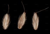 Meadow Foxtail - Alopecurus pratensis L.