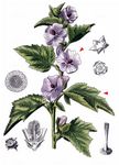Echter Eibisch - Althaea officinalis L. 