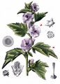 Marsh-Mallow - Althaea officinalis L.