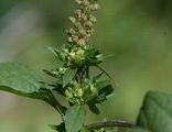 Giant Ragweed - Ambrosia trifida L.