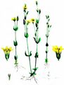 Yellow-Wort - Blackstonia perfoliata (L.) Huds.