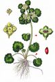 Alternate-Leaved Golden-Saxifrage - Chrysosplenium alternifolium L.