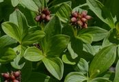 Dwarf Cornel - Cornus suecica L.
