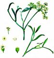 Rock Samphire - Crithmum maritimum L.