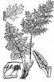 Parsley Fern - Cryptogramma crispa (L.) Hook.