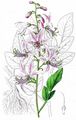 Gasplant - Dictamnus albus L.