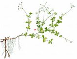 Round-Leaved Bedstraw - Galium rotundifolium L.