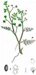 Flutender Sellerie - Helosciadium inundatum (L.) W. D. J. Koch 