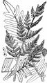 Royal Fern - Osmunda regalis L.