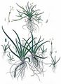 Europäischer Strandling - Plantago uniflora L.