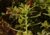 Buchsblättriges Kreuzblümchen - Polygala chamaebuxus L.