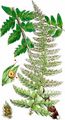 Hard Shield-Fern - Polystichum aculeatum (L.) Roth