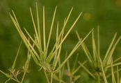 Shepherd's-Needle - Scandix pecten-veneris L.