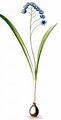 Donau-Blaustern - Scilla bifolia L.