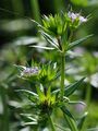 Field Madder - Sherardia arvensis L.
