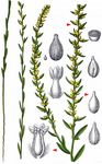 Acker-Spatzenzunge - Thymelaea passerina (L.) Coss. & Germ. 