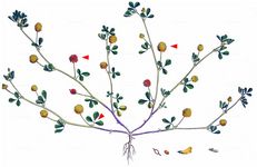 Gold-Klee - Trifolium aureum Pollich 