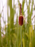 Zwerg-Rohrkolben - Typha minima Hoppe 