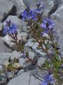 Niederliegender Ehrenpreis - Veronica prostrata L.