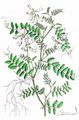 Wood Vetch - Vicia sylvatica L.