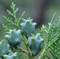 Thuja orientalis (Morgenländischer Lebensbaum) - Zapfen