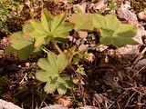 Niederliegender Frauenmantel - Alchemilla decumbens Buser