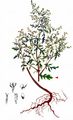 Einjähriger Beifuß - Artemisia annua L.