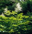 Wald-Geißbart - Aruncus dioicus (Walter) Fernald