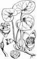 Gewöhnliche Haselwurz - Asarum europaeum L.