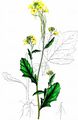 Schwarzer Senf - Brassica nigra (L.) W. D. J. Koch