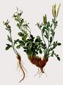 Resedablättriges Schaumkraut - Cardamine resedifolia L.