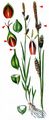 Tawny Sedge - Carex hostiana DC.