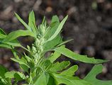 Fig-Leaved Goosefoot - Chenopodium ficifolium Sm.