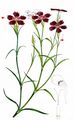 Busch-Nelke - Dianthus seguieri Vill. 