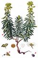 Leafy Spurge - Euphorbia esula L.