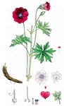 Blutroter Storchschnabel - Geranium sanguineum L. 