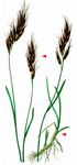 Bunter Wiesenhafer - Helictochloa versicolor (Vill.) Romero Zarco 