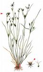 Kröten-Binse - Juncus bufonius L. 