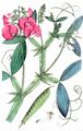 Breitblättrige Platterbse - Lathyrus latifolius L.