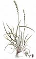 Ausdauerndes Weidelgras - Lolium perenne L.
